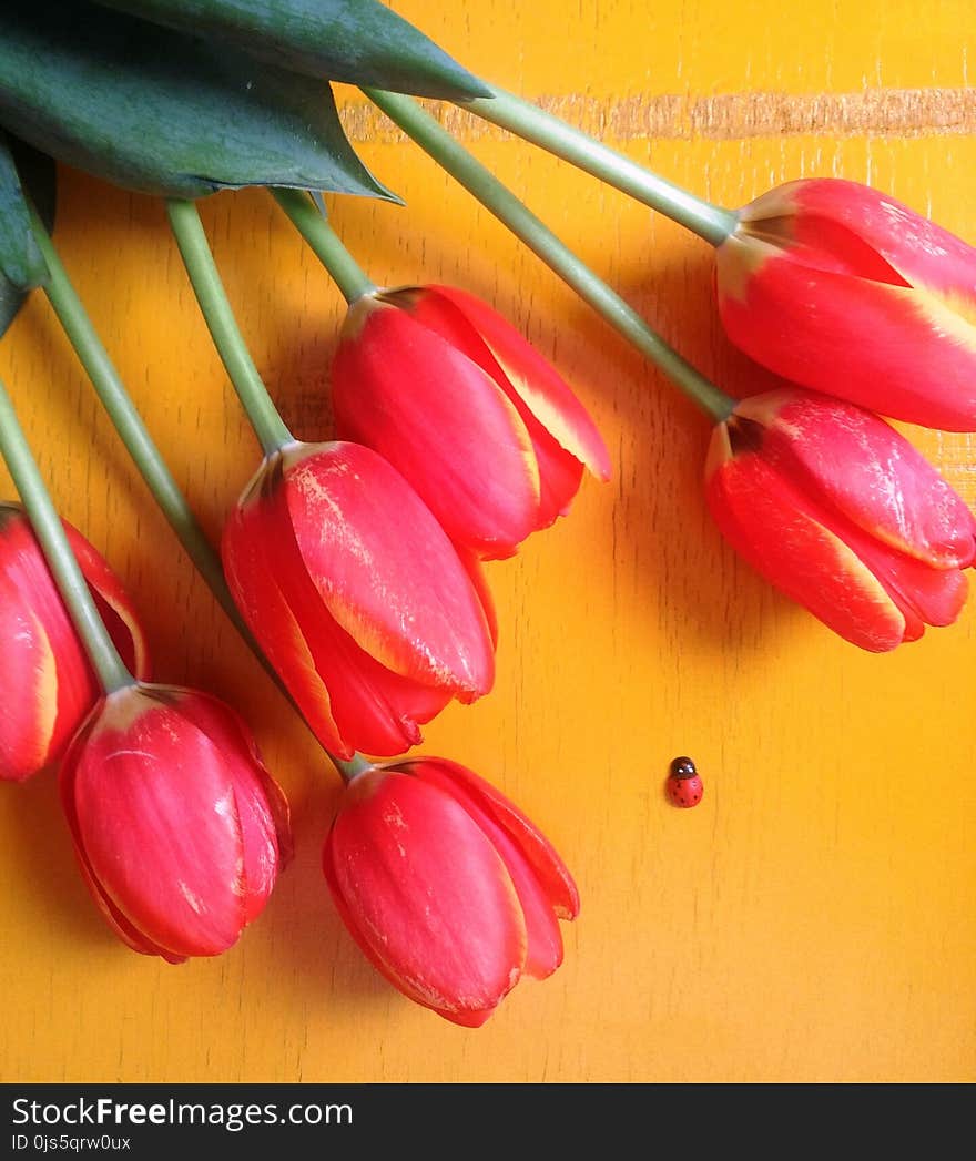 Red Tulip Flowers on Brown Surface