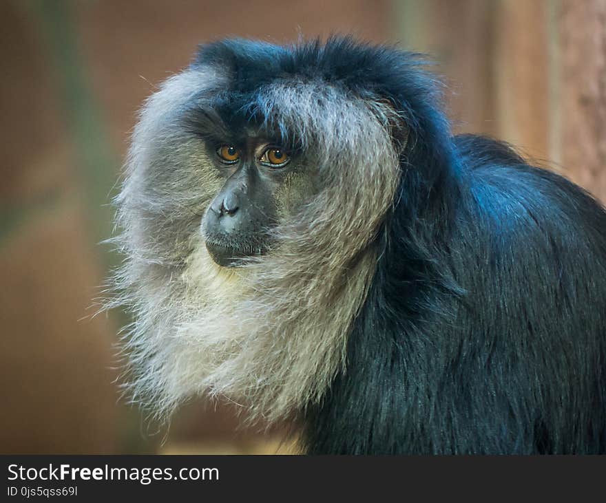 Black and Gray Monkey