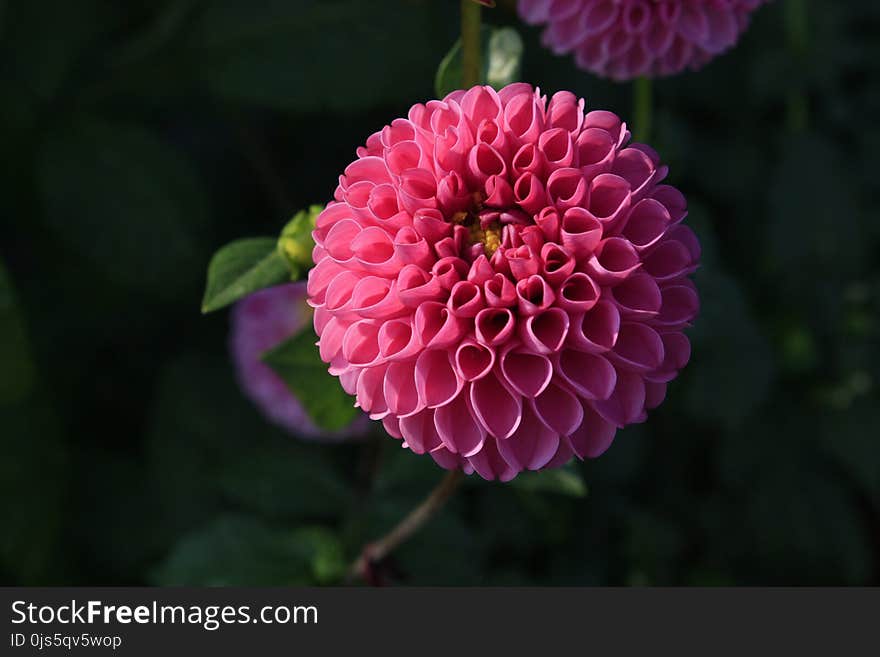 Focus Photography Pink Dahlia