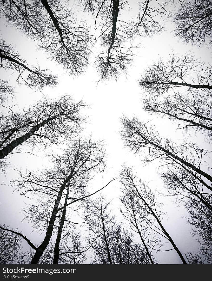 Leafless Trees Under White Sky