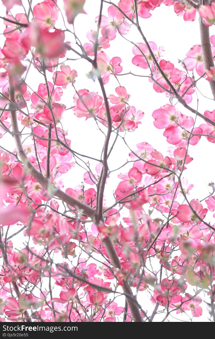 Cherry Blossom Tree