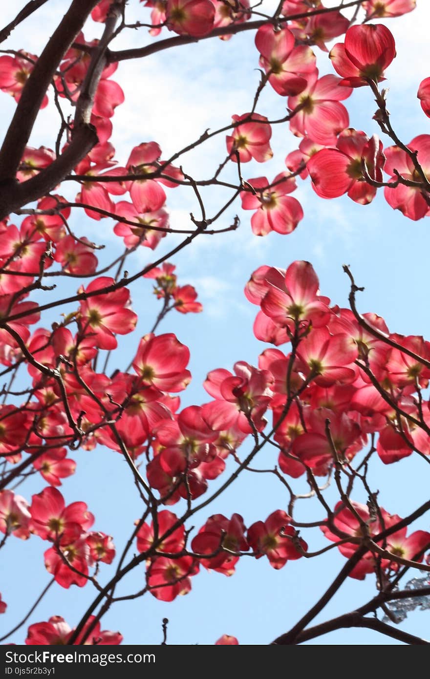 Sakura Tree at Daytime