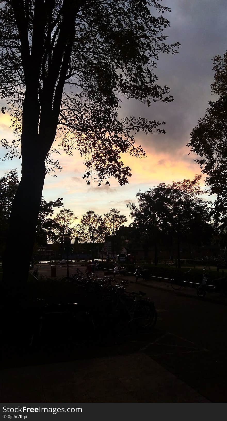 Silhouette of Trees Under Golden Time