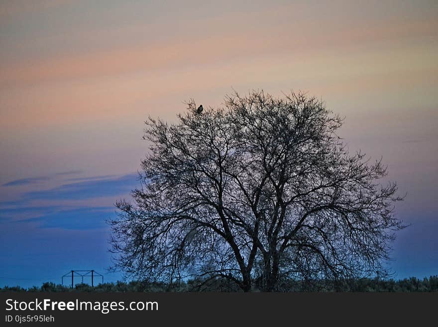 Bare Tree during Sunset