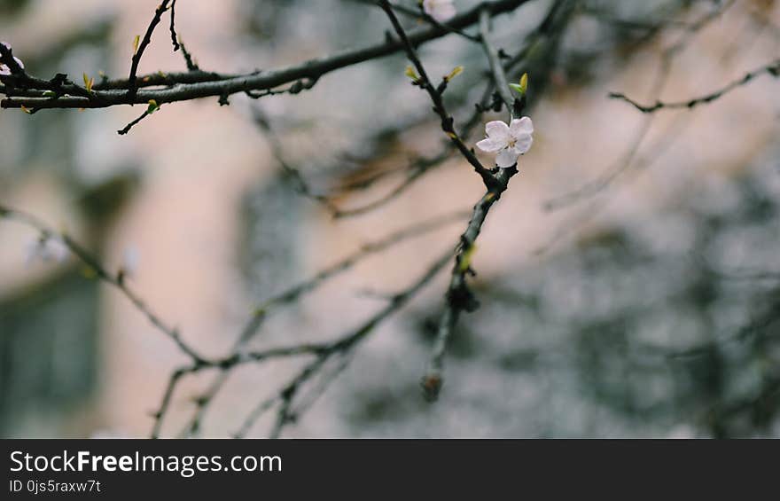 White Petaled Flower on Black Branch