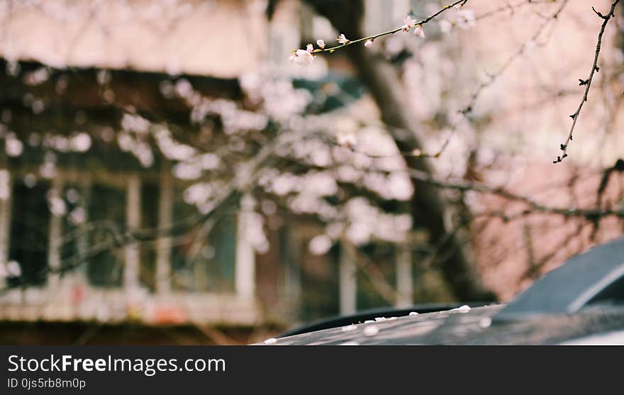 Shallow Focus of Pink Flowers