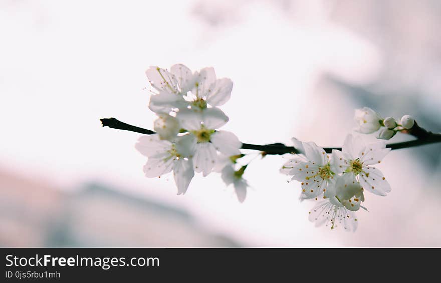 White Petaled Flowers