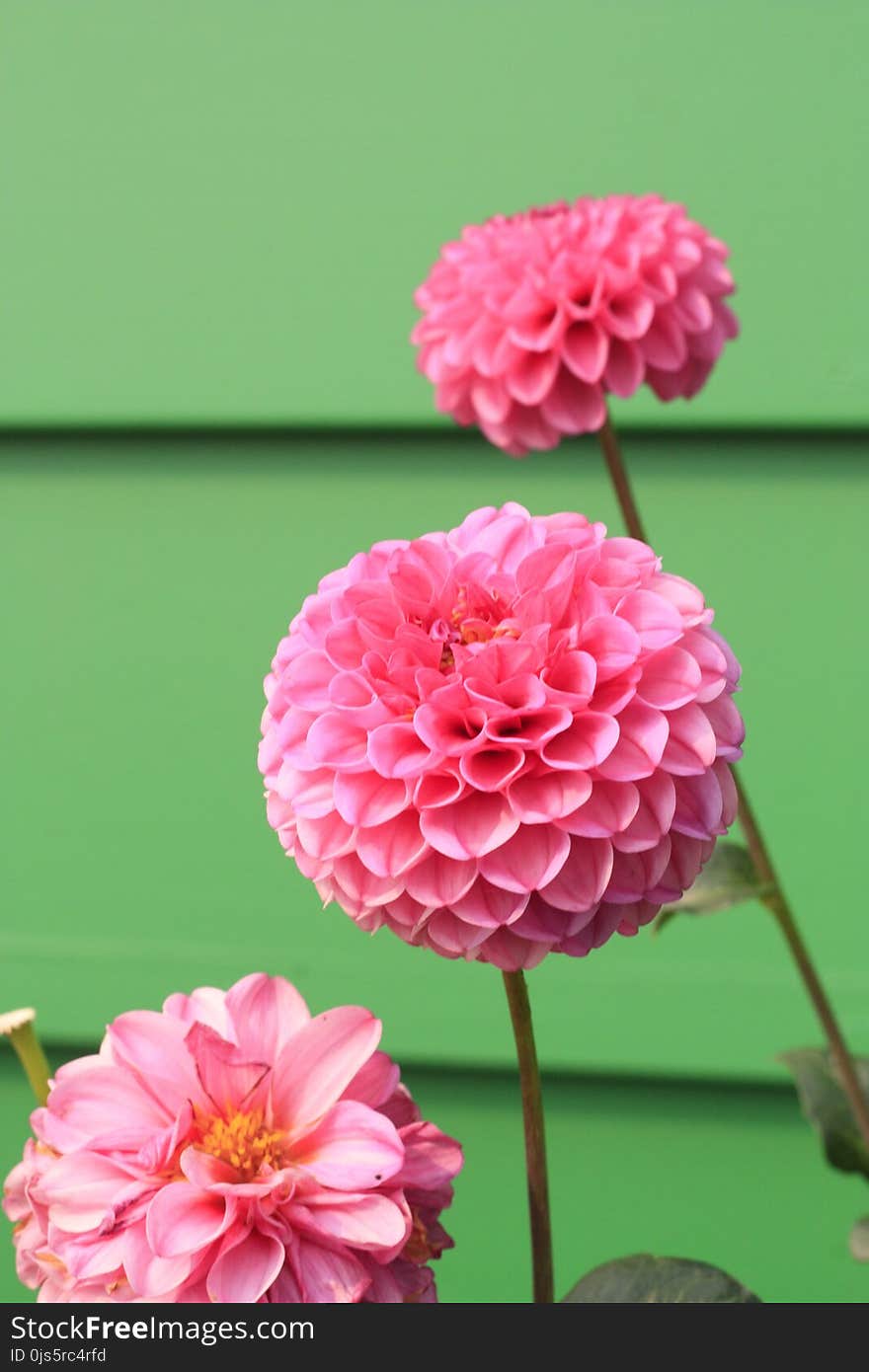 Macro Photography Pink Petal Flowers