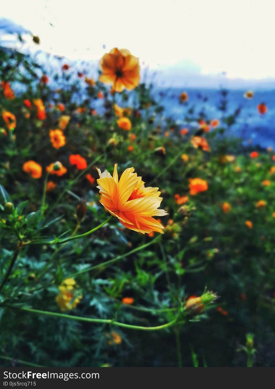 Selective Focus Photography of Orange Petaled Flowers