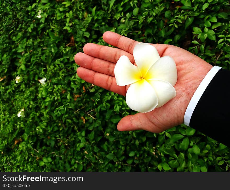 Plumeria Flower Or Petal On The Hand With Green Leaves Background And Copy Space