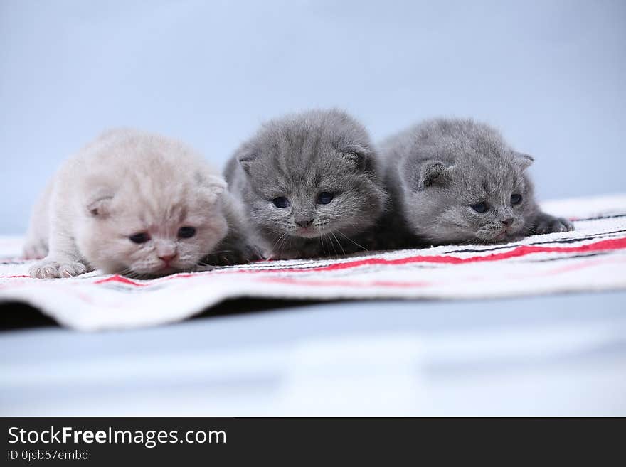 British Shorthair kittens on a handmade rug, cute face looking up. British Shorthair kittens on a handmade rug, cute face looking up