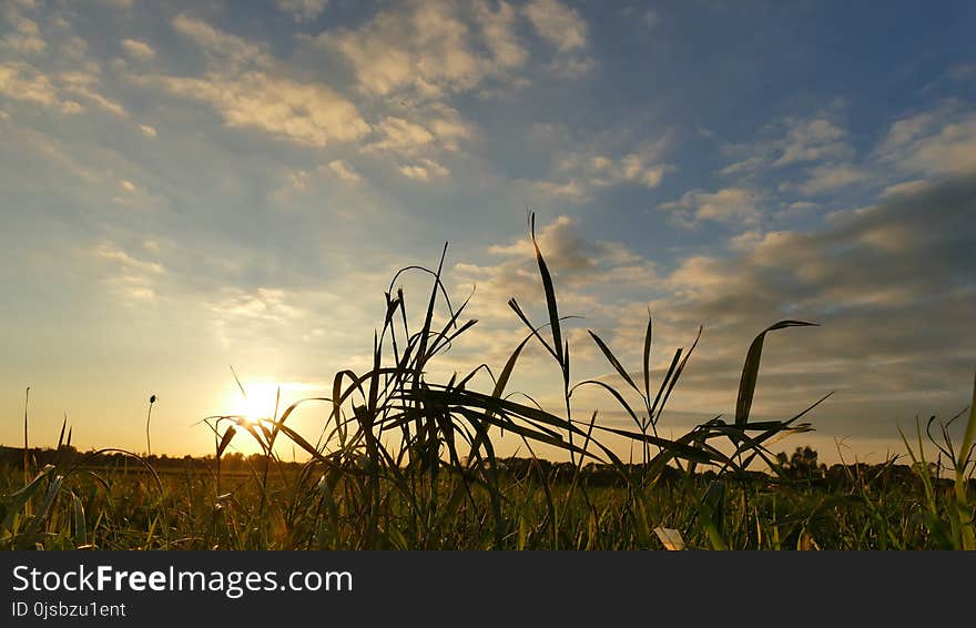 Sky, Field, Ecosystem, Cloud