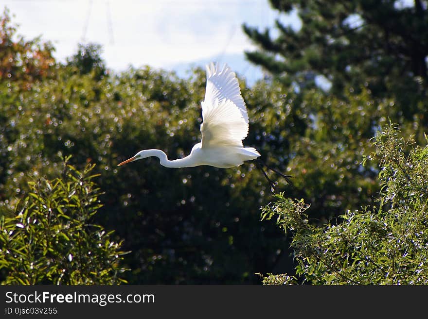 Bird, Fauna, Beak, Egret