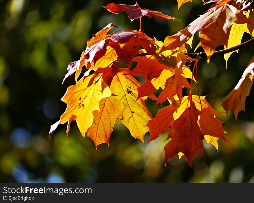 Leaf, Autumn, Maple Leaf, Deciduous