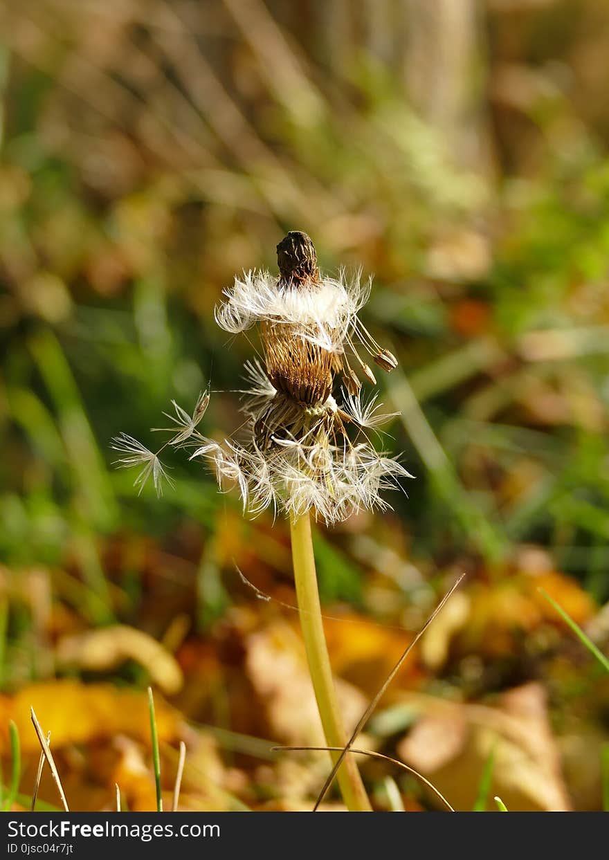 Honey Bee, Flora, Bee, Insect