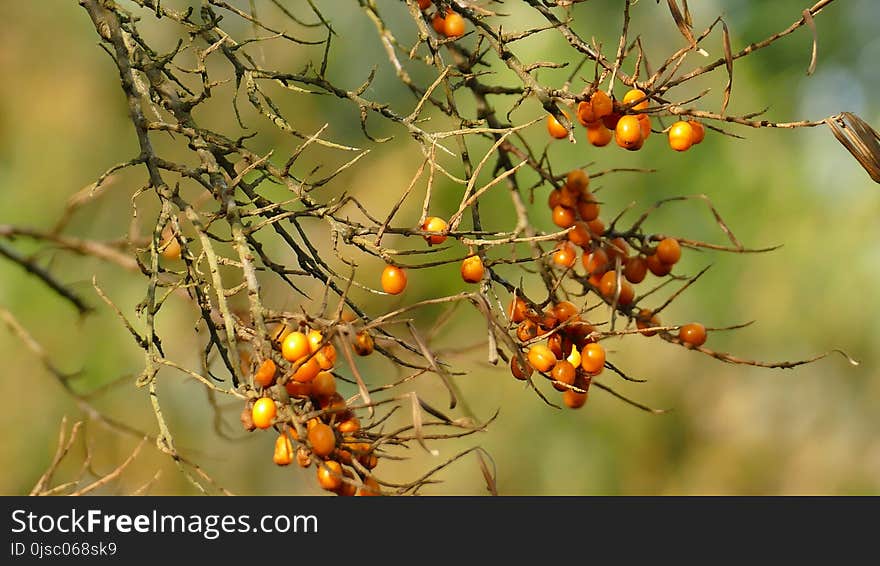 Hippophae, Branch, Twig, Tree