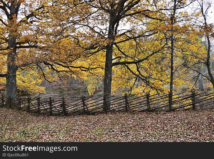 Nature, Leaf, Woodland, Autumn