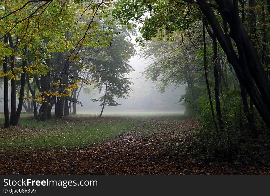 Nature, Woodland, Ecosystem, Leaf