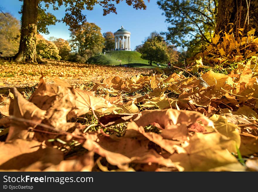 Leaf, Autumn, Tree, Field