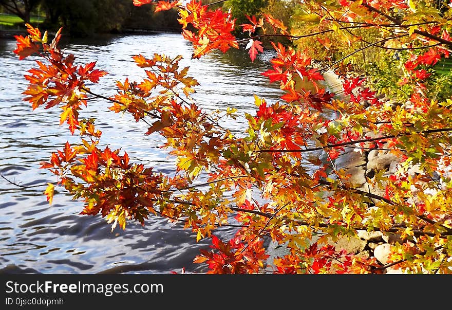 Autumn, Leaf, Tree, Water