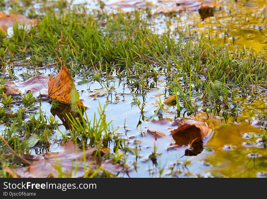 Leaf, Water, Reflection, Plant