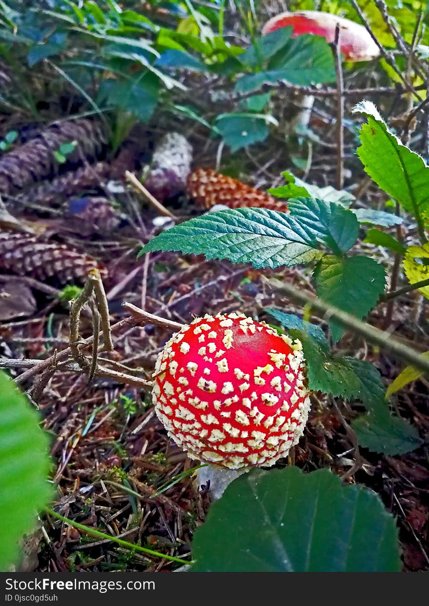 Vegetation, Plant, Flora, Fungus