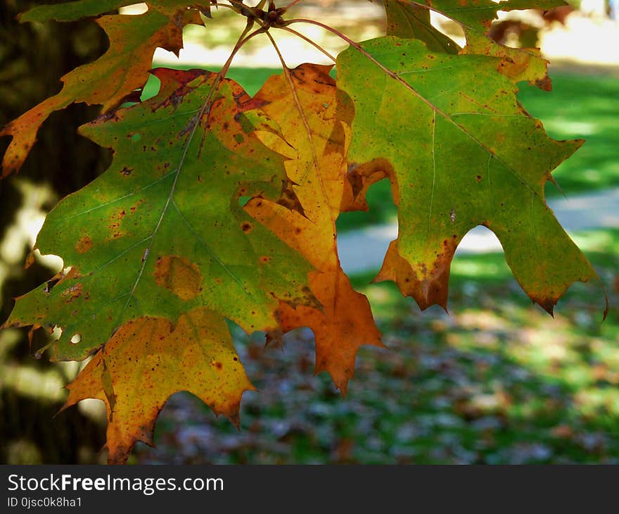 Leaf, Autumn, Maple Leaf, Deciduous