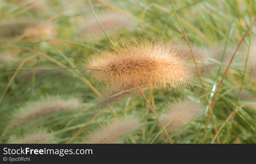 Vegetation, Grass, Flora, Grass Family