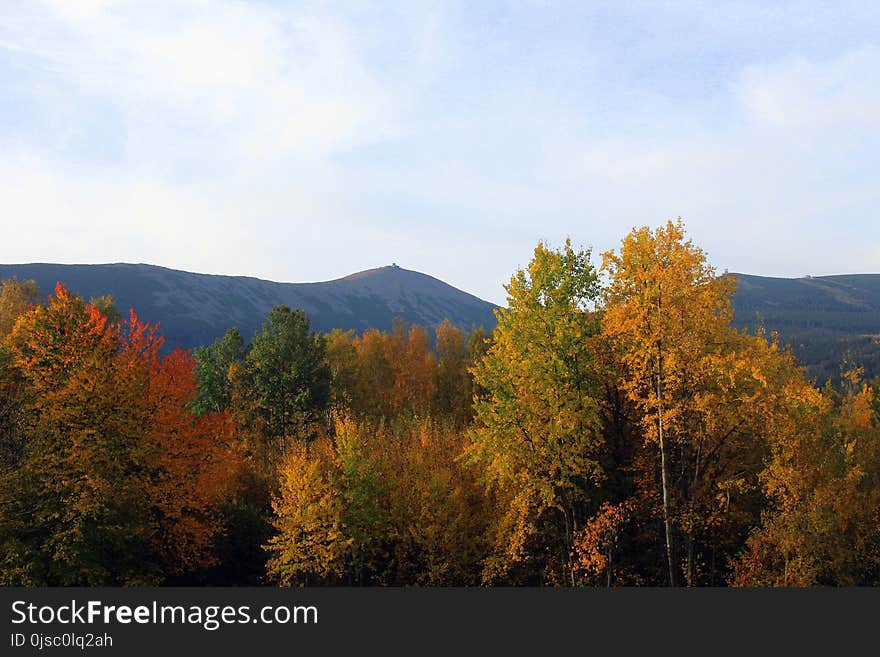 Leaf, Nature, Wilderness, Sky