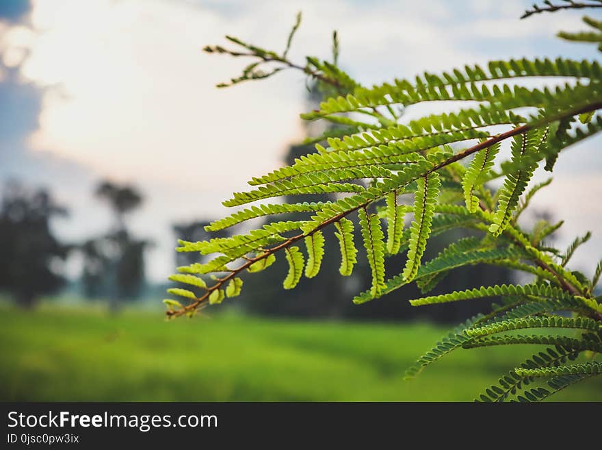 Vegetation, Leaf, Tree, Close Up