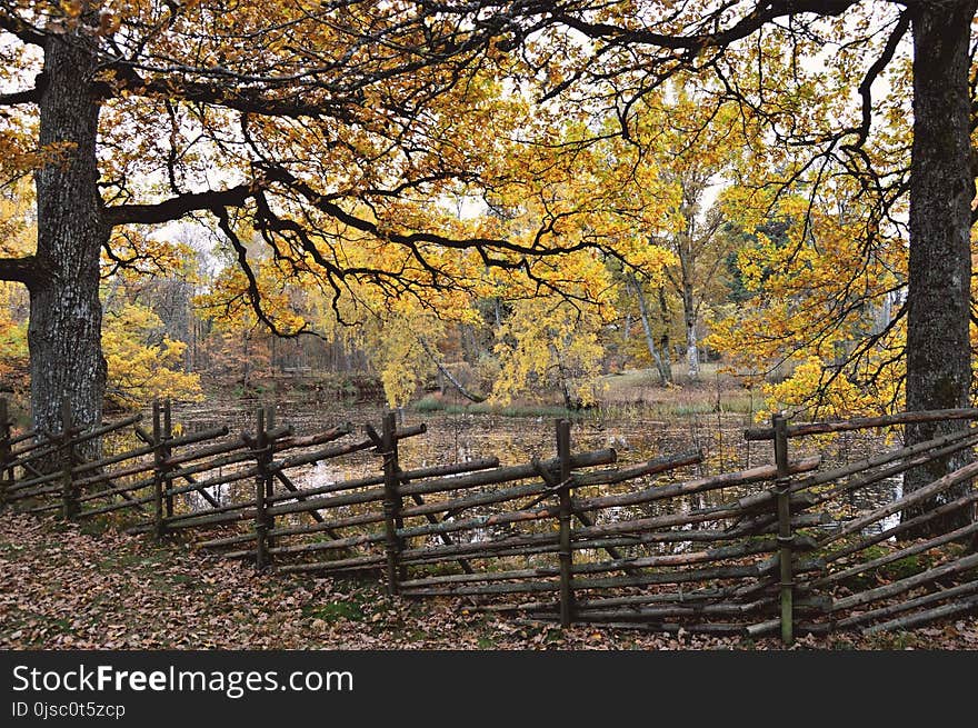 Nature, Tree, Autumn, Woodland