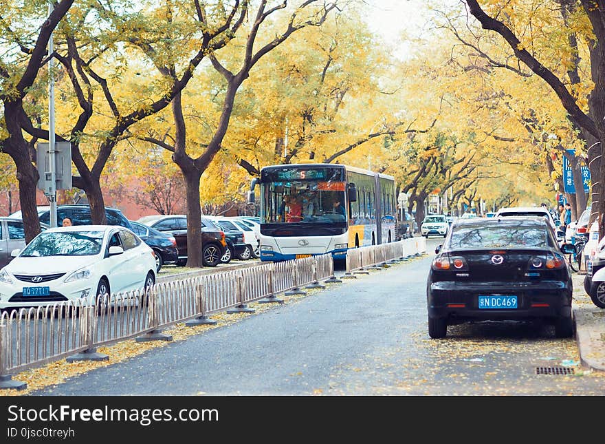 Car, Motor Vehicle, Tree, Plant