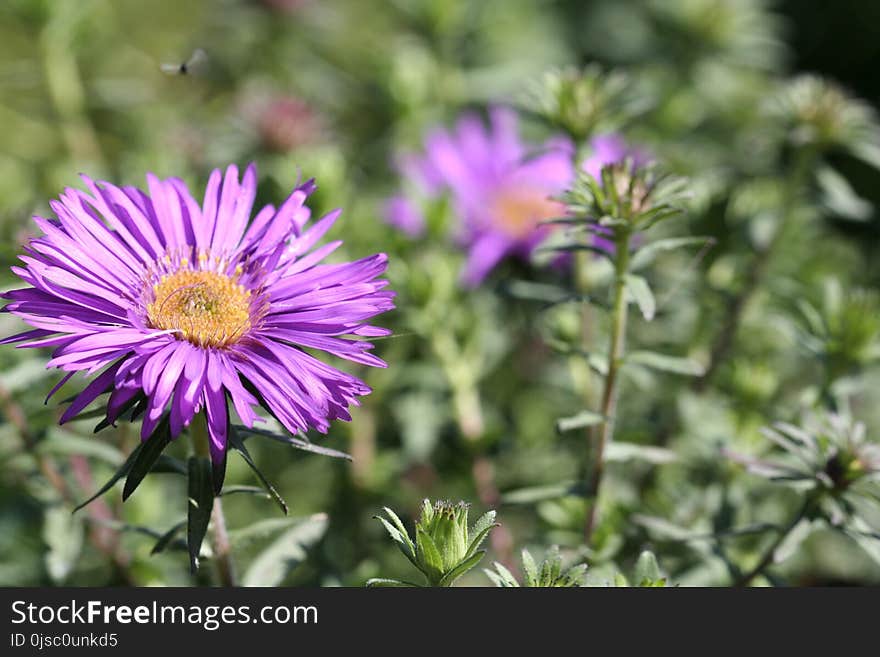 Flower, Plant, Aster, Flora