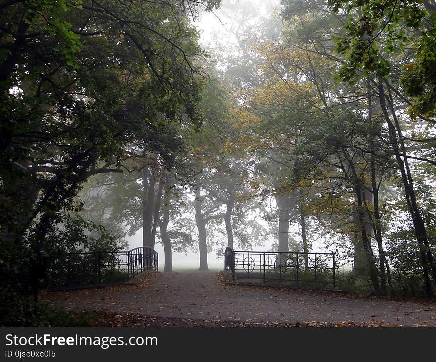 Tree, Nature, Woodland, Leaf