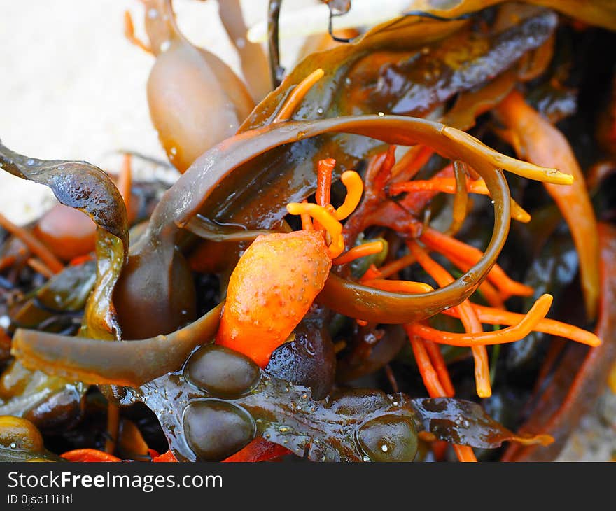 Mussel, Seafood, Animal Source Foods, Seaweed