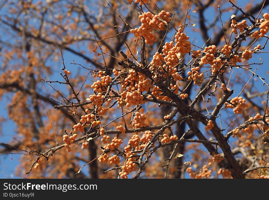 Branch, Tree, Twig, Deciduous