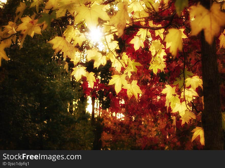 Nature, Leaf, Autumn, Yellow