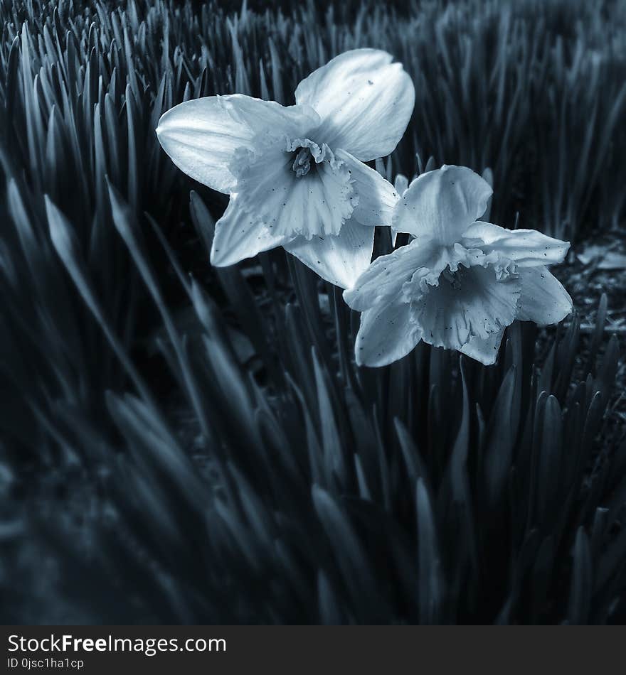 White, Flower, Black And White, Monochrome Photography