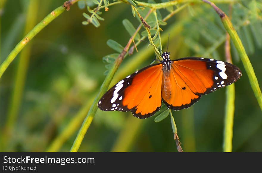 Butterfly, Insect, Moths And Butterflies, Brush Footed Butterfly