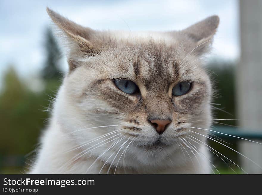 Cat, Whiskers, Fauna, Small To Medium Sized Cats