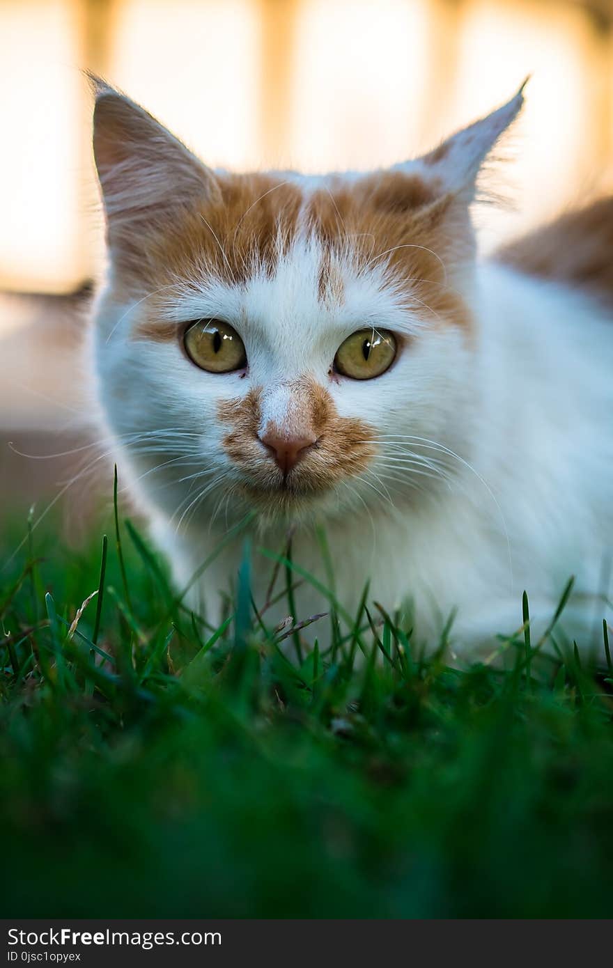 Cat, Whiskers, Green, Fauna