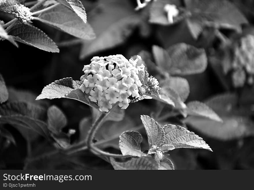 Black And White, Black, Flora, Monochrome Photography