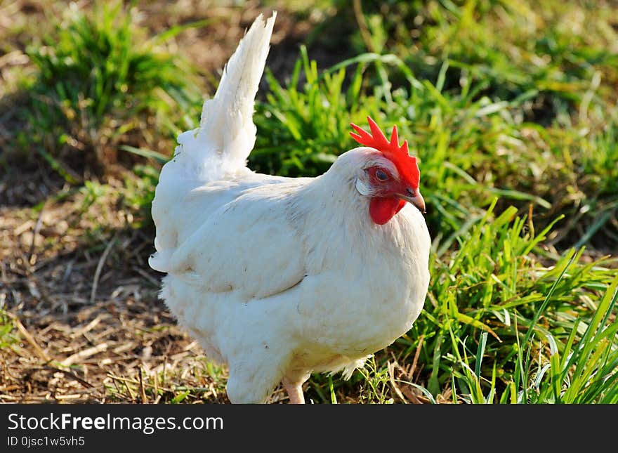 Chicken, Bird, Galliformes, Rooster