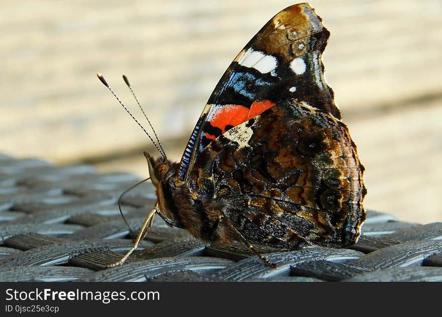 Moths And Butterflies, Butterfly, Insect, Invertebrate