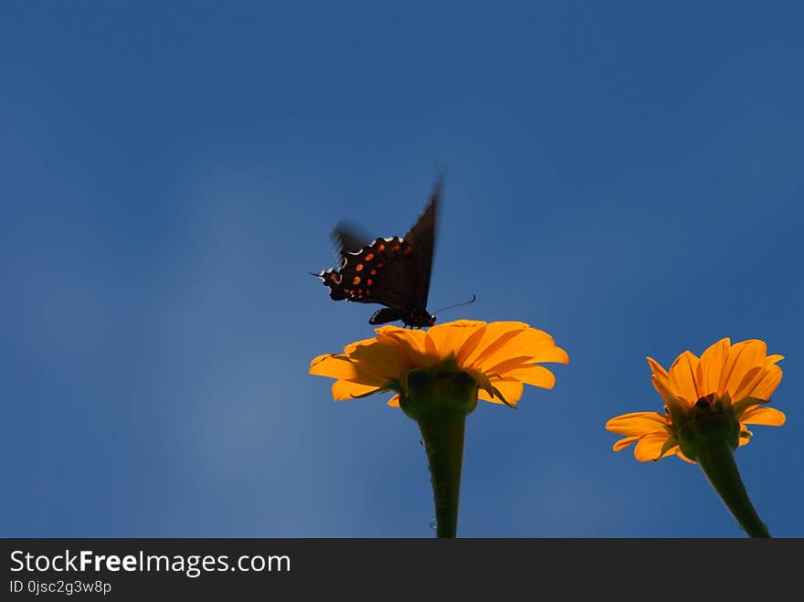 Flower, Sky, Yellow, Insect