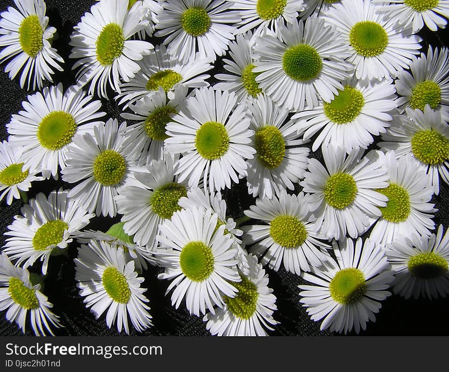 Flower, Plant, Daisy, Flowering Plant