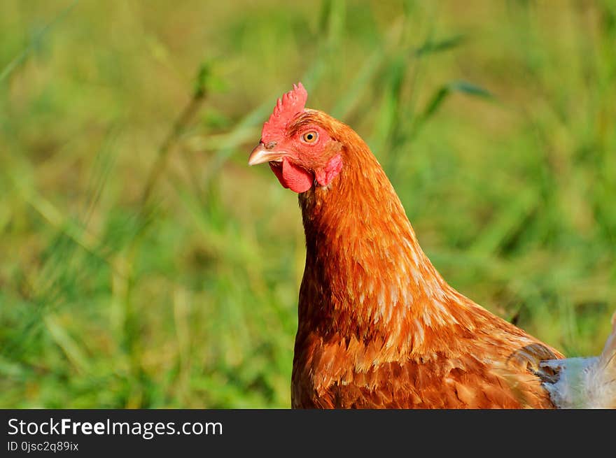 Chicken, Galliformes, Beak, Bird