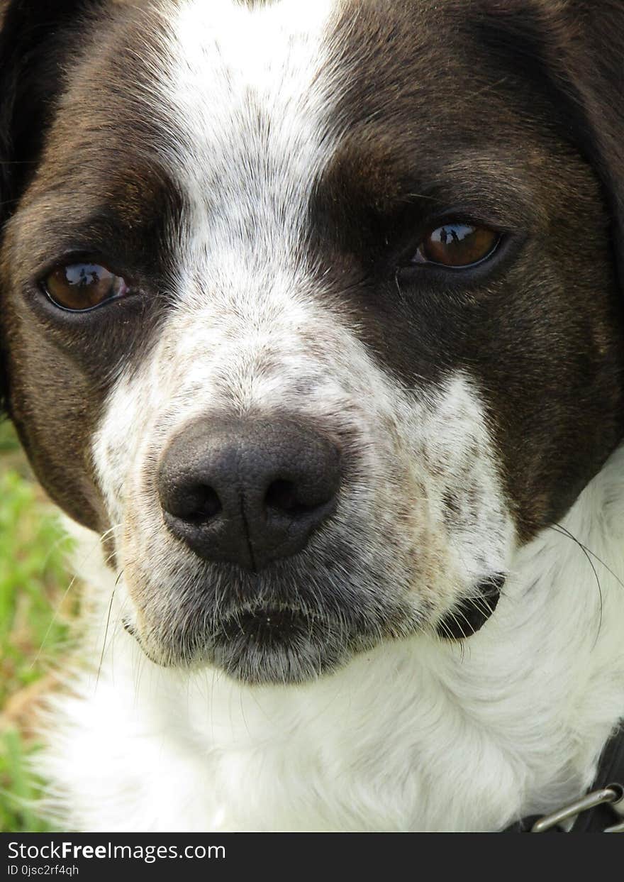 Dog, Dog Breed, Nose, Snout