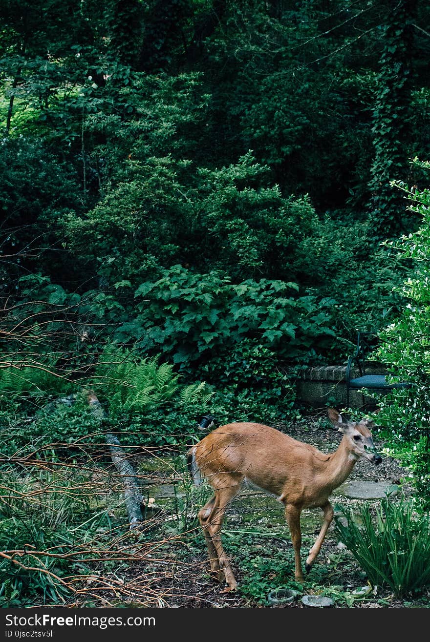 Wildlife, Woodland, Ecosystem, Nature