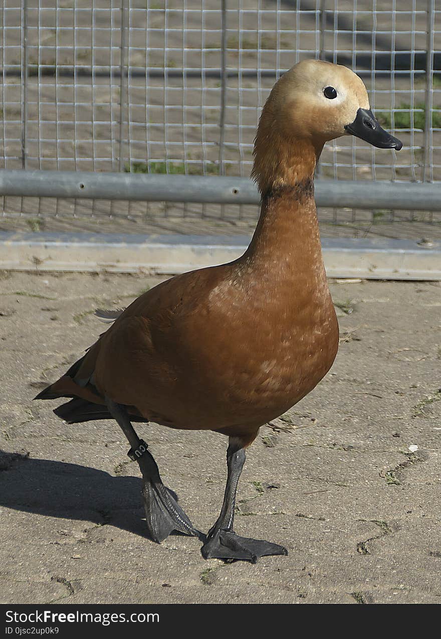 Bird, Duck, Water Bird, Ducks Geese And Swans